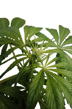 Green and beautiful marihuana plant