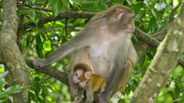 Mother monkey with baby in forest