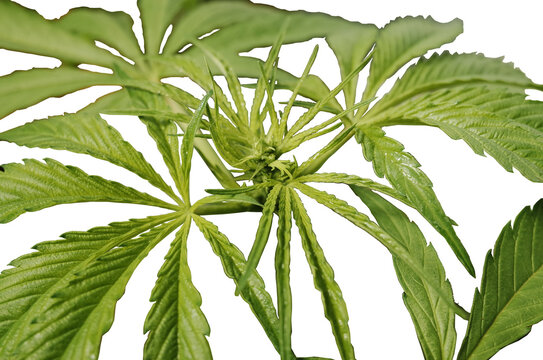 Green and beautiful marihuana plant