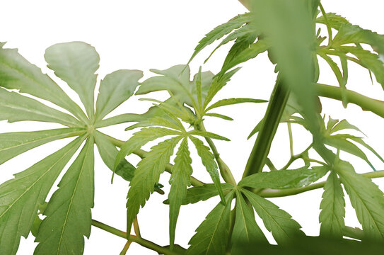 Green and beautiful marihuana plant