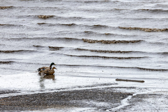 Gaspesie, Quebec, 06 June 2026 : Two mallard ducks stand in shallow water near a wavy shoreline.
