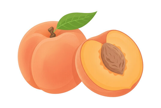 Illustrazione vettoriale di una pesca intera e una met&agrave; con nocciolo e foglia verde, isolata su sfondo bianco, perfetta per design culinari, ricette o menu salutari.