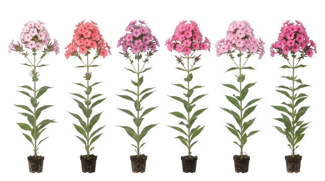 Sei piante di phlox fiorite in diverse tonalit&agrave; di rosa e magenta, disposte in fila su sfondo bianco isolato, ideali per giardinaggio e botanica.