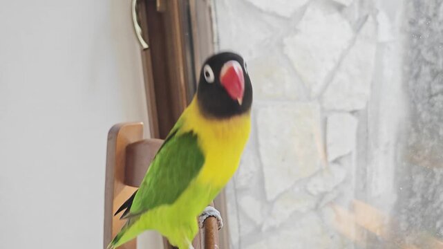 Cute domestic masked lovebird parrot posing curiously on a chair backrest near a window with natural light, video 1