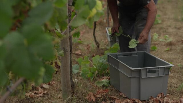 Grape picker reaching into the vines with hands on an empty crate during the harvest