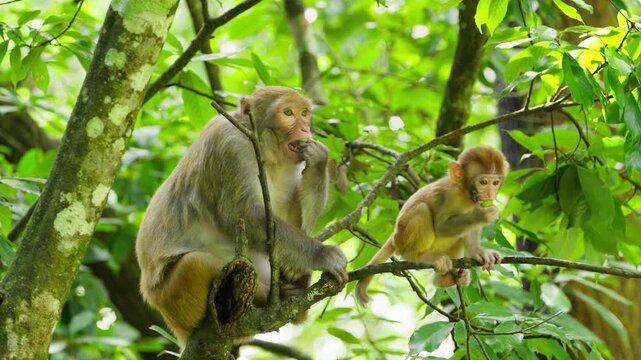 Adult and baby monkey feeding on tree branch