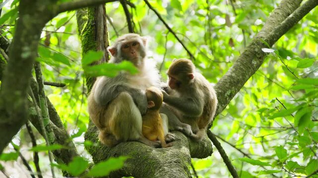 Mother monkey with babies resting on jungle tree