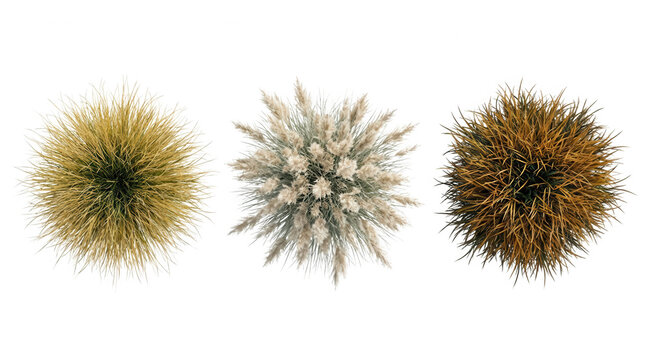 Tres arbustos ornamentales redondos con diferentes texturas y colores de follaje, vistos desde una perspectiva cenital sobre un fondo blanco puro, ideales para dise&ntilde;o de jardines y paisajismo