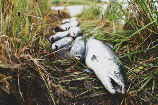 Freshly caught wild Coho salmon lie on green grass beside the Egegik River in Alaska, their silver scales glistening in natural light after a successful day of fishing.