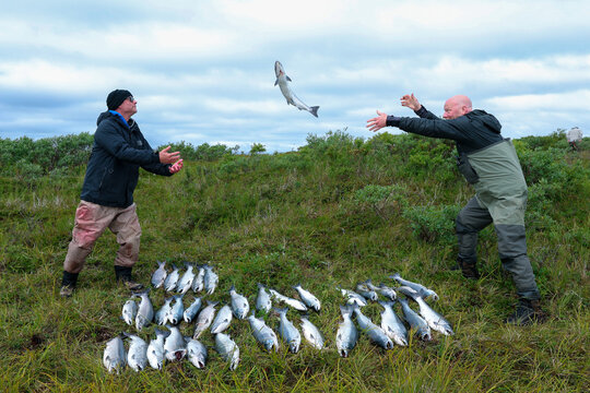 Two fishermen toss a freshly caught Coho salmon between them on grassy tundra near the Egegik River, surrounded by silver fish laid out after a successful day in Alaskan wilderness.