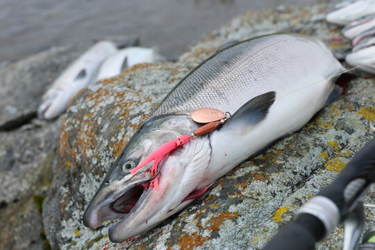A wild Coho salmon rests on a rock near the Egegik River, hooked to a bright pink lure and copper spinner, showing vivid detail of fishing success in natural Alaskan wilderness.