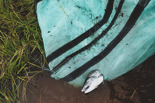 A silver Coho salmon slips from a green fabric sack beside muddy water near the Egegik River, its scales shining against wet grass in a quiet moment of Alaskan fishing activity.