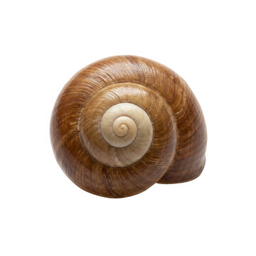 Una concha de caracol marr&oacute;n con un patr&oacute;n de espiral natural detallado, aislada sobre un fondo blanco puro, capturada desde una perspectiva cenital para resaltar su geometr&iacute;a org&aacute;nica y textura