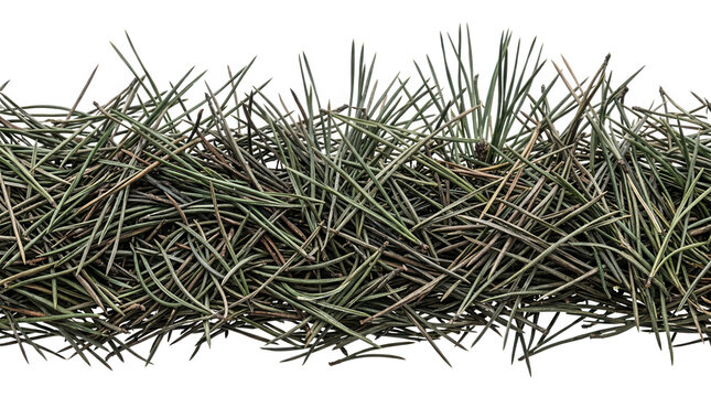 Una franja horizontal de agujas de pino verde oscuro dispuestas densamente sobre un fondo blanco puro, ideal para texturas naturales, proyectos de dise&ntilde;o bot&aacute;nico, decoraci&oacute;n estacional o fondos