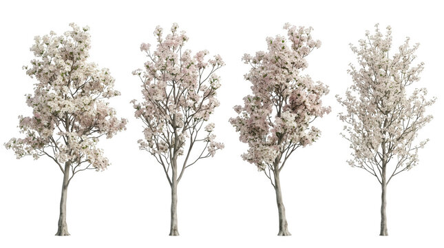 Conjunto de cuatro &aacute;rboles de cerezo en flor con p&eacute;talos blancos y rosados aislados sobre un fondo blanco puro, ideales para dise&ntilde;o arquitect&oacute;nico, paisajismo y composiciones digitales de primavera.