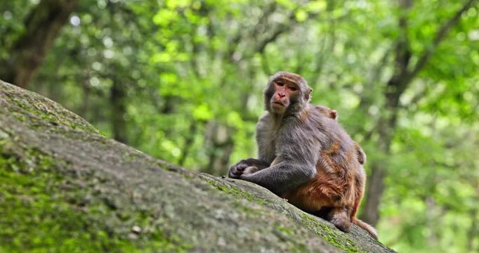 Adult Macaque with Juvenile Monkey in Forest
