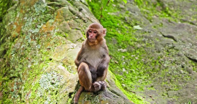 Wild Macaque Sitting in Forest Habitat