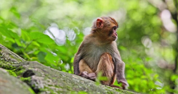 Wild Macaque Sitting in Forest Habitat