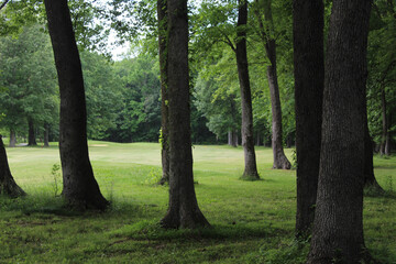 trees in the park © Polartundra Photos
