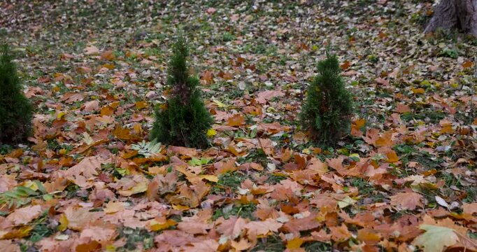 Green small thuja on a lawn with fallen leaves, young thuja bushes grow in a row amid dry autumn foliage in a city square, tree branch
