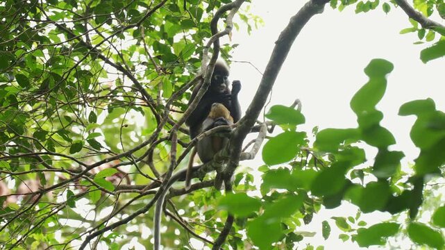 Low-angle static shot capturing a dusky leaf monkey mother gently grooming her face and looking around while keeping her bright orange baby tucked securely against her body on a tree branch.