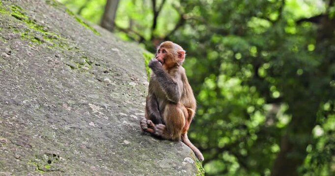 Wild Macaque Sitting in Forest Habitat