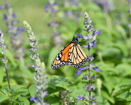 Monarch Butterfly on Native Salvia
