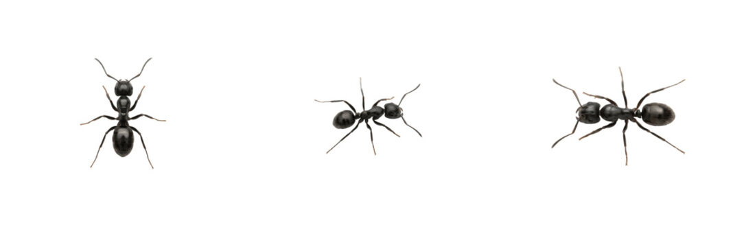 Black Ant Insect Set Isolated PNG Transparent Background for Biology Education, Entomology Study, Pest Control Graphics, Nature Illustration, Wildlife Design, Micro Photography Asset, and Science Proj