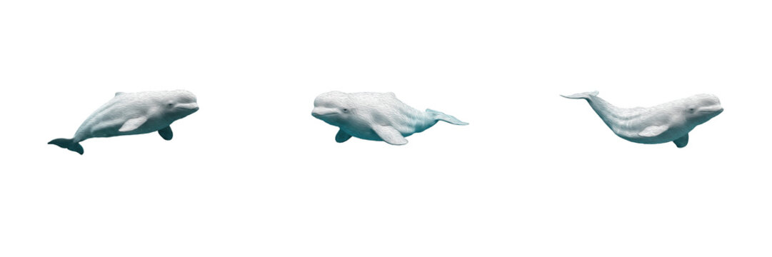 White Beluga Whale Set Swimming Isolated Transparent Background Cutout PNG Clipart Graphic Element Arctic Ocean Marine Life Sea Animal Aquatic Wildlife Sanctuary Aquarium Educational Poster Banner Des