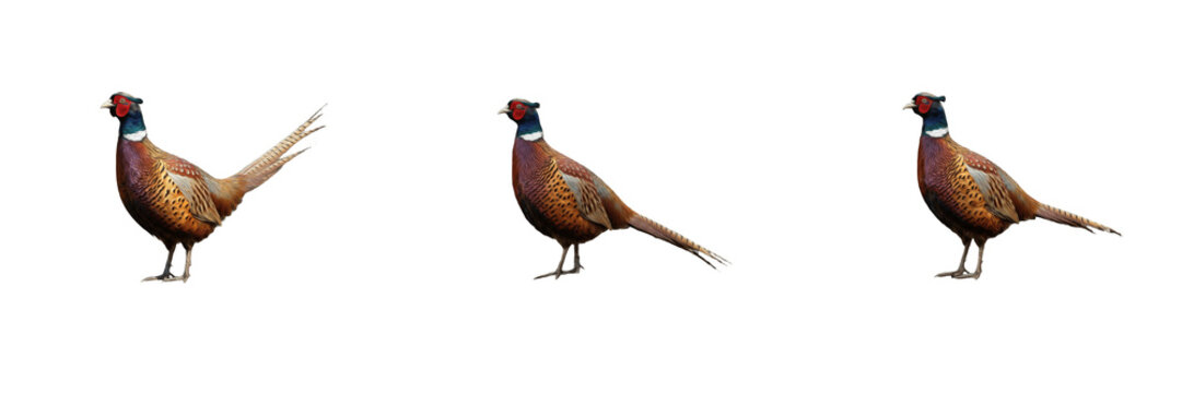 Ring Necked Pheasant PNG Vector Set, Male Pheasant Wild Game Bird Cutout Collection, Wildlife Fauna Graphic Asset, Isolated Standing Pheasant Clipart Pack, Hunting & Nature Illustration for Stock Site