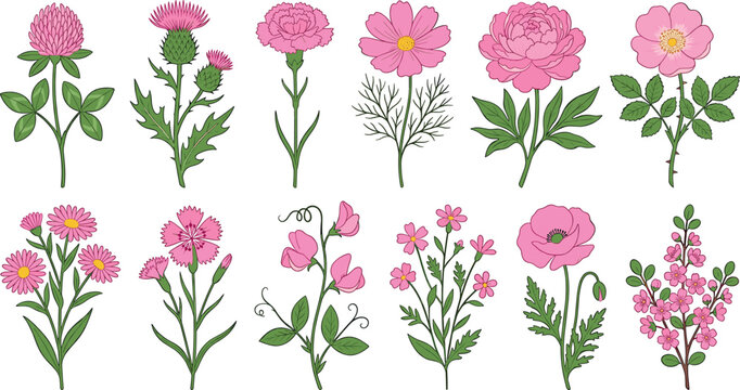 Pink flower botanical illustration vector set featuring hand drawn rose peony poppy cosmos thistle and wild floral elements
