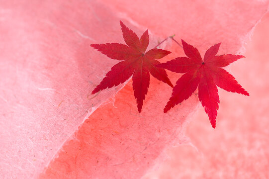 赤い和紙に紅葉した楓の葉