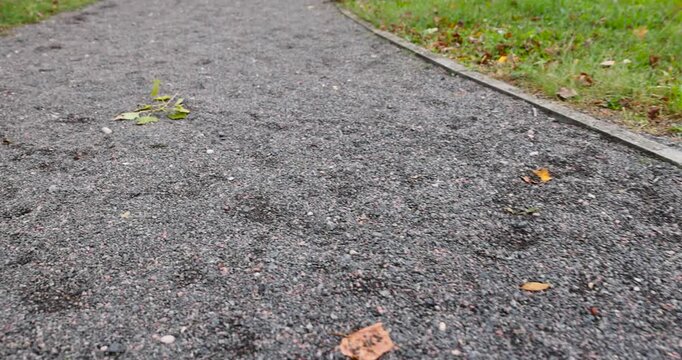 A dark grey gravel path next to the lawn grass, the dirt texture of a stone path winding through the backyard garden