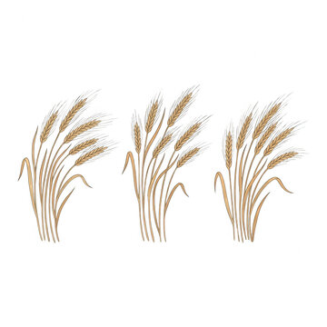 Drei stilisierte B&uuml;ndel von reifen Weizen&auml;hren in einer eleganten, handgezeichneten Illustration auf wei&szlig;em Hintergrund, ideal f&uuml;r landwirtschaftliche Designs, Lebensmittelverpackungen und