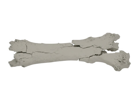 Ein zerbrochener, fossiler Knochen eines pr&auml;historischen Tieres, freigestellt auf wei&szlig;em Hintergrund mit sichtbaren Rissen und Texturen.