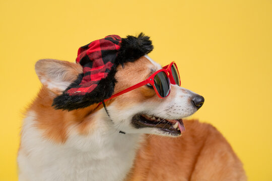 Pembroke welsh corgi dog wearing red sunglasses and a plaid trapper hat on a bright yellow background, side profile with mouth open and tongue visible, fun studio pet fashion portrait with copy space