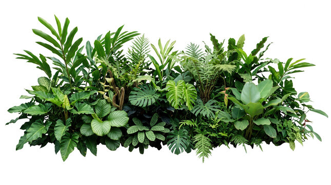 Eine &uuml;ppige Ansammlung verschiedener tropischer Zimmerpflanzen und gr&uuml;ner Bl&auml;tter, freigew&auml;chse, freig, freigestellt vor einem wei&szlig;en Hintergrund, ideal f&uuml;r botanische Dekorationen und