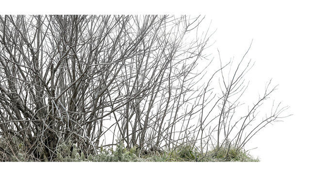 Ein dichter Busch aus kahlen, blattlosen &Auml;sten im Winter, isoliert auf einem rein wei&szlig;en Hintergrund, ideal f&uuml;r grafische Kompositionen, Freisteller und kreative Bildbearbeitung in der