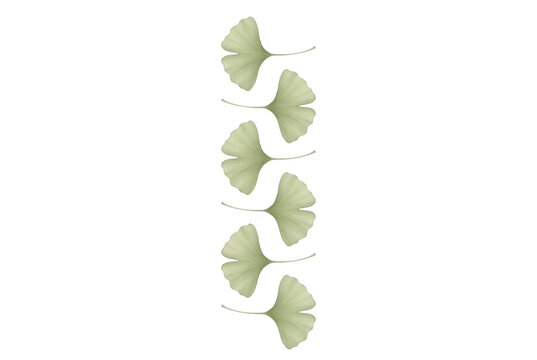 Uma composi&ccedil;&atilde;o vertical elegante de folhas de ginkgo biloba em tons de verde suave, organizadas em um padr&atilde;o repetitivo e minimalista sobre um fundo branco puro, ideal para design gr&aacute;fico e decora&ccedil;&atilde;o.