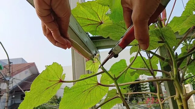 Harvesting Fresh Red Okra from a Home Garden