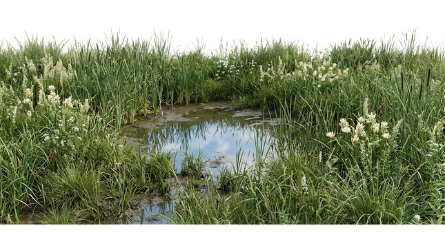 Uma pequena lagoa natural cercada por vegeta&ccedil;&atilde;o densa, juncos verdes e flores silvestres brancas, criando um ambiente de p&acirc;ntano sereno com reflexos do c&eacute;u na &aacute;gua, isolado em um fundo branco puro.