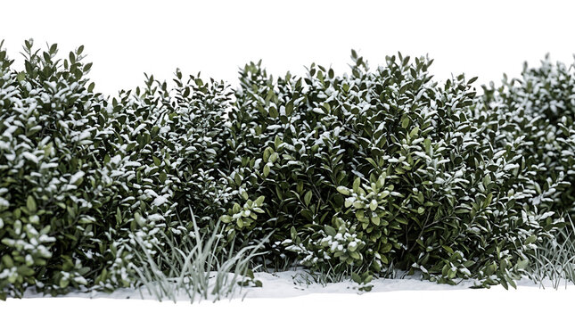 Cerca viva de arbustos verdes com folhas cobertas por uma camada de neve fresca, isolada sobre um fundo branco, ideal para composi&ccedil;&otilde;es paisag&iacute;sticas de inverno e design arquitet&ocirc;nico externo.