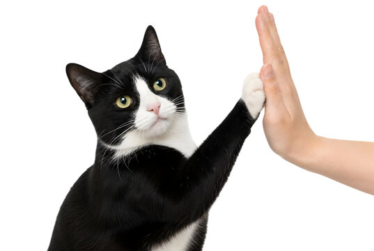 Tuxedo cat giving high five to human hand isolated
