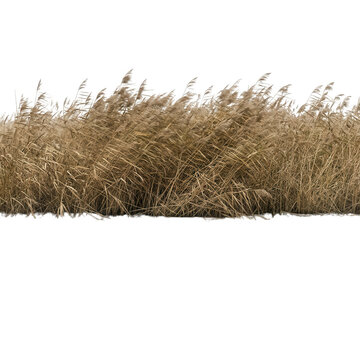 Um grupo de juncos secos e gram&iacute;neas ornamentais isolado em um fundo branco, ideal para composi&ccedil;&otilde;es de paisagismo, design gr&aacute;fico e projetos de arquitetura que exigem elementos naturais realistas.
