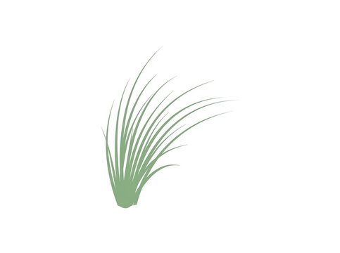 Ilustra&ccedil;&atilde;o vetorial minimalista de uma touceira de grama verde isolada em fundo branco, apresentando linhas fluidas e elegantes que evocam a natureza, ideal para design gr&aacute;fico e projetos de