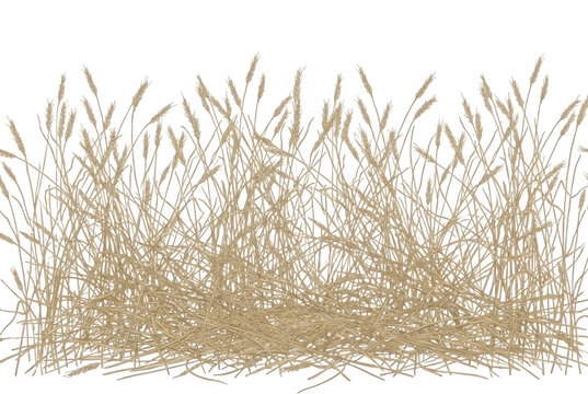 Um conjunto de espigas de trigo secas e douradas isoladas em um fundo branco, ideal para composi&ccedil;&otilde;es rurais, design agr&iacute;cola, elementos de colheita ou decora&ccedil;&atilde;o tem&aacute;tica de outono e campo.