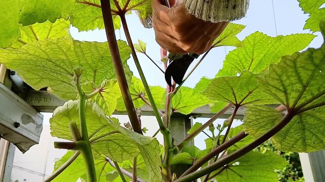 Harvesting Fresh Red Okra from a Home Garden