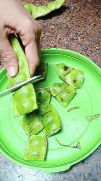 Cutting Petai Stink Beans with Scissors for Food Preparation