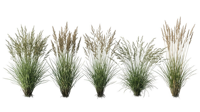 Conjunto de cinco touceiras de gram&iacute;neas ornamentais isoladas em fundo branco, plantas de jardim com espigas de sementes detalhadas, perfeitas para projetos de paisagismo, arquitetura e design