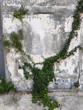 The plant climbing the weathered wall appears to be a creeping fig (Ficus pumila), a fast-growing evergreen vine from the mulberry family